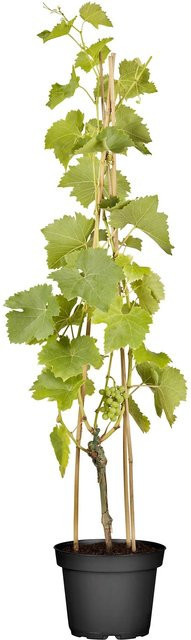 GROW by OBI Weinrebe Lakemont Vitis vinifera als Kletterstrauch im Topf, Höhe ca. 20 - 30 cm - Bild 1