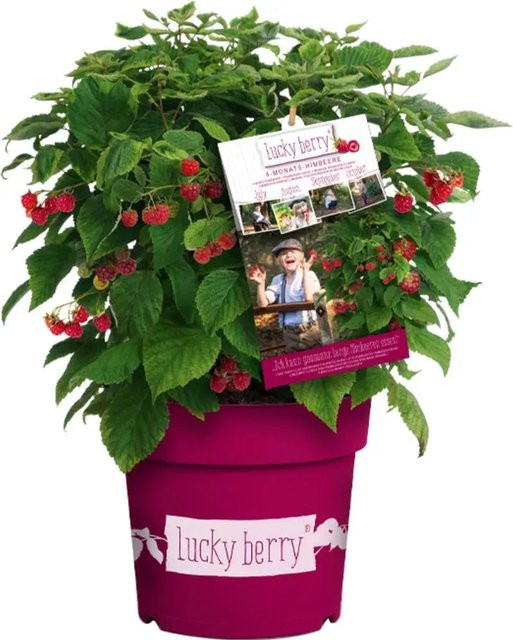 GROW by OBI Brombeere Lucky Berry im Topf, Höhe ca. 40 - 60 cm - Bild 1