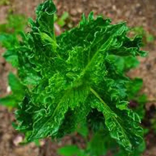 6er Set Marokkanische Minze Crispa Mentha spicata von Arborix im 9cm Topf - Bild 1