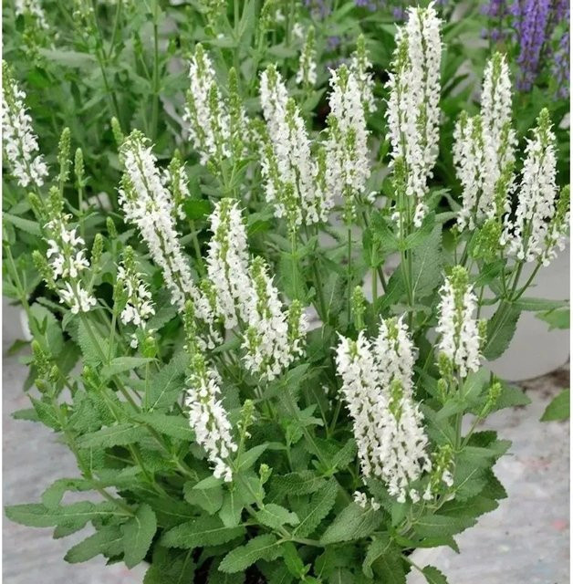Salvia nemorosa Salbei Sensation Compact White als winterharte Staude für Staudenbeete und Steingärten - Bild 1