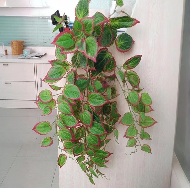 Künstliche hängende Ranken Perilla-Blatt von Kmitang in Grün, 70 cm Länge, aus Rattan-Kunststoff für deine Dekoration in Zimmer, Garten oder Büro - Bild 1