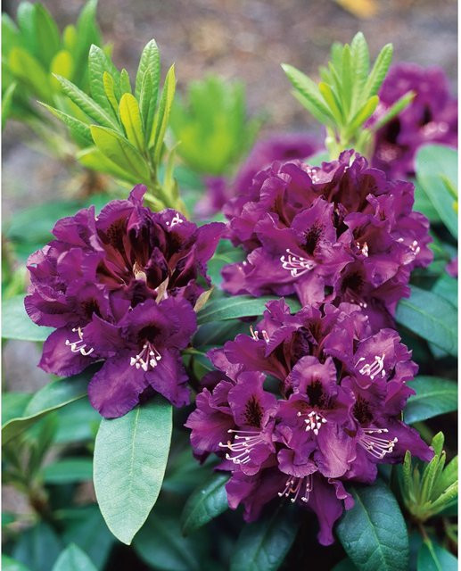 GROW by OBI Rhododendron-Hybride Rasputin Violett Zierstrauch Höhe ca. 20 - 30 cm - Bild 1