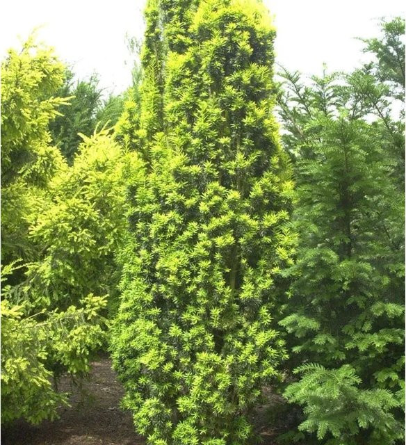 Gelbe Säuleneibe Taxus baccata Fastigiata Aureomarginata von Nr-01.de, Höhe: 100-125 cm - Bild 1