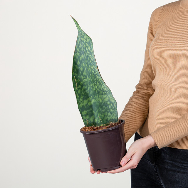 Bogenhanf Sansevieria masoniana Congo von BLUME2000 in Grün und Gelb als Zimmerpflanze für dein Büro oder Badezimmer - Bild 1