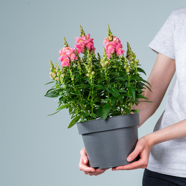 Rosafarbenes Löwenmaul Antirrhinum majus von BLUME2000 - Bild 1