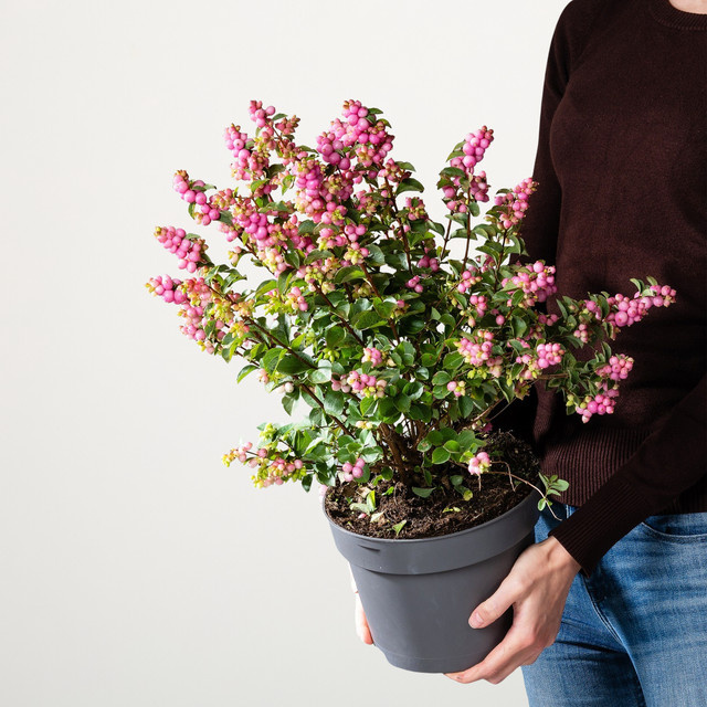 Schneebeere Rosa Magical Sweet Symphoricarpos von BLUME2000 - Bild 1
