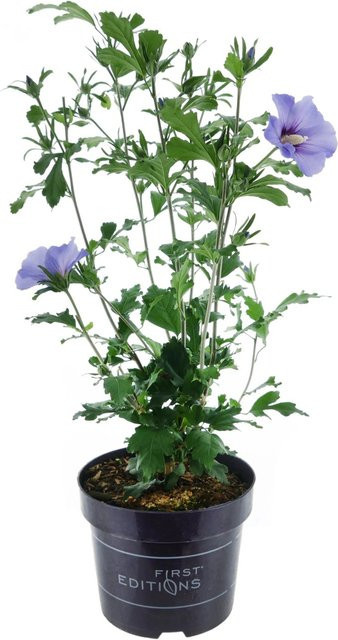 Hibiskus Hawaii Blau First Editions® Hibiscus syriacus Zierstrauch Höhe: 30-40 cm, Topf: 3,5 l - Bild 1