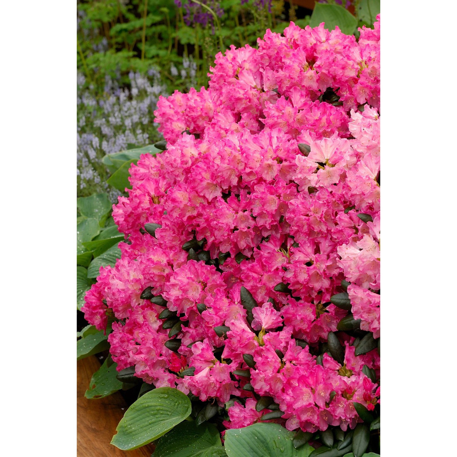 GROW by OBI Yaku-Rhododendron Tatjana Pink, Zierstrauch in Pink, Höhe: 20-30 cm - Bild 2