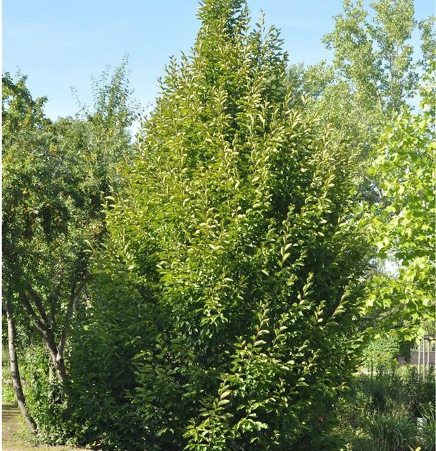 Säulen Hainbuche Carpinus betulus Fastigiata von Nr-01.de, grüne Heckenpflanze, Höhe: 80-100 cm - Bild 1