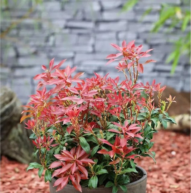 Pieris japonica Valley Fire Schattenglöckchen Lavendelheide, rote Zierstrauch-Pflanze, Höhe: 30-40 cm - Bild 1