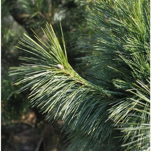 Schwerin Kiefer Pinus schwerinii von Nr-01.de, grün, Höhe: 50-60 cm - Bild 1