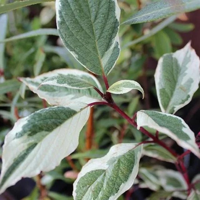 Arborix Hartriegel Sibirica Variegata Cornus alba mit panaschiertem Laub, Höhe: 50 bis 60 cm - Bild 1
