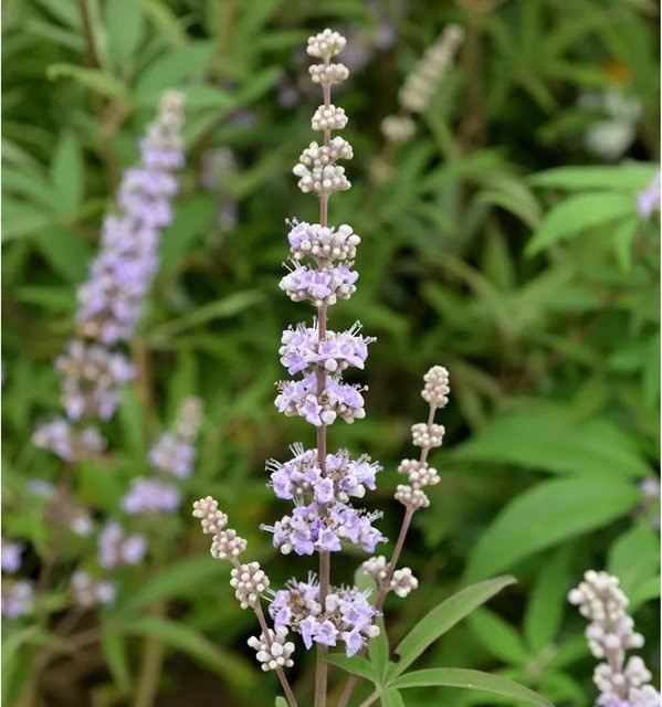 Mönchspfeffer Galactic Pink Vitex agnus castus pflegeleichter Strauch in Pink, Höhe: 30-40 cm - Bild 1