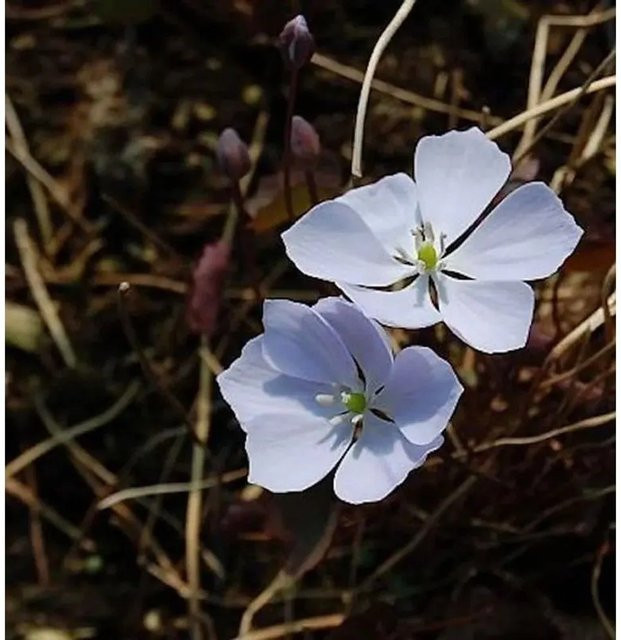 Jeffersonia dubia Herzblattschale - Perennierende Staude für den Garten - Bild 1