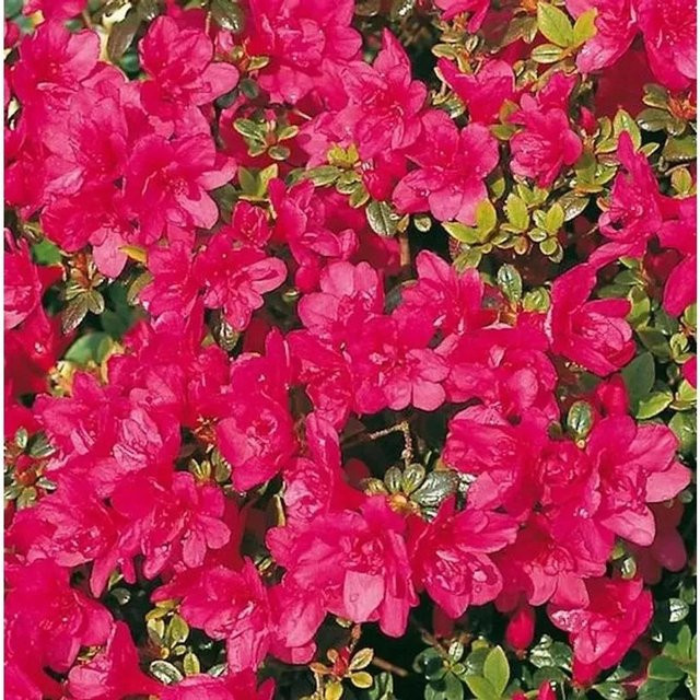 Japanische Azalee Gislinde Rhododendron obtusum Zwerg Alpenrose in Pink, Topfpflanze 25-30 cm - Bild 1