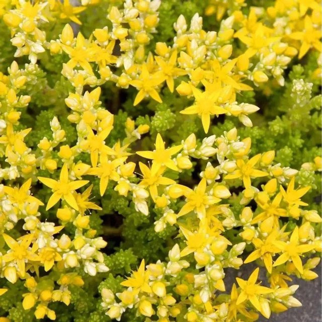 Scharfer Mauerpfeffer Yellow Queen Sedum acre gelbe Zierpflanze für Garten und Dachbegrünung - Bild 1