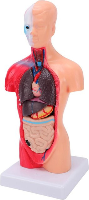Menschlicher Körper Anatomie Modell, Anatomisches Modell, Bunt / Mehrfarbig - Bild 1