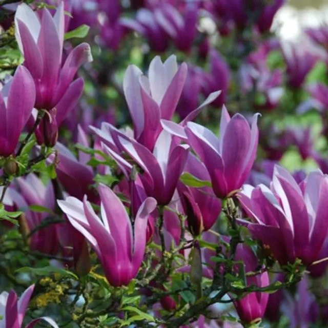 Arborix Magnolie Nigra Magnolia Liliiflora mit dunkelrosa Blüten, Höhe: 60 cm - Bild 1