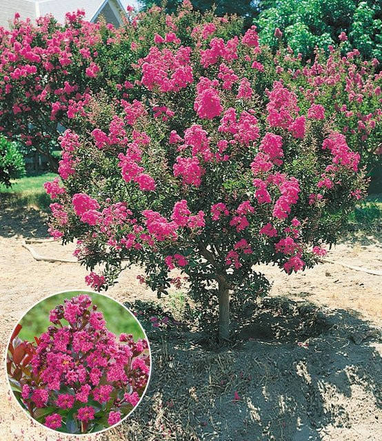 Flieder des Südens Syringa meyeri - Bild 1