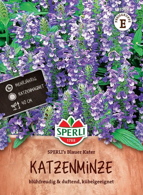 SPERLI Katzenminze Samen Blauer Kater in Violett - Bild 1