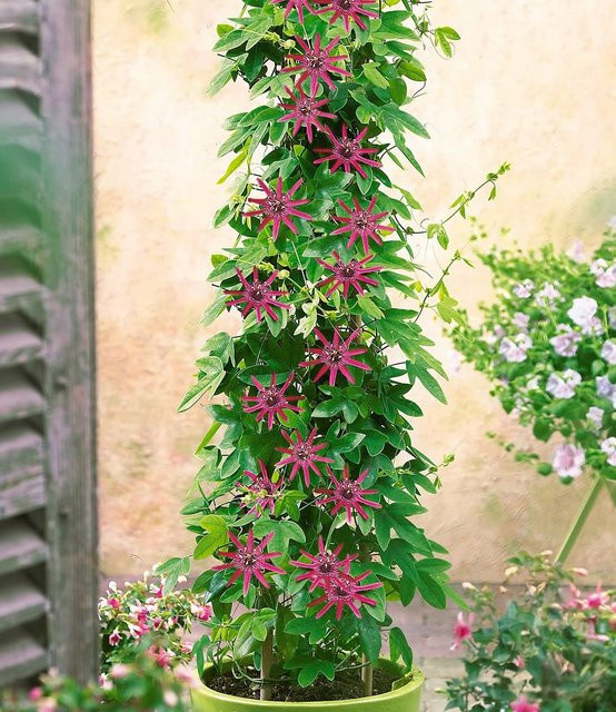 Winterharte Passionsblume Ladybirds Dream im 2-Liter Containertopf - Bild 1