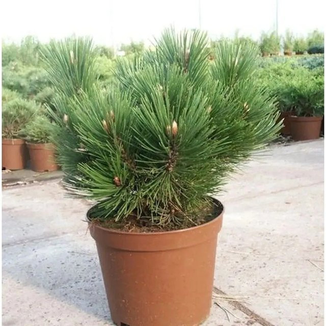 Kompakte Schlangenhautkiefer Dem Ouden Pinus eucodermis für deinen Garten, 20-25 cm - Bild 1