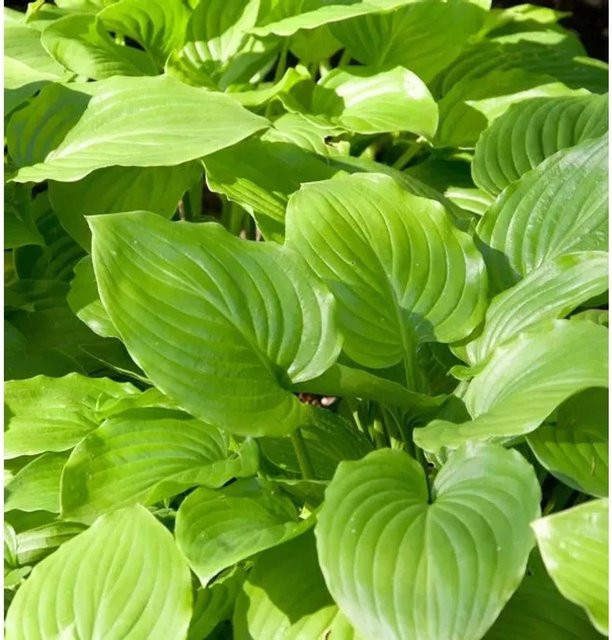 Hosta plantaginea Grünblattfunkie Grandiflora - Grüne Staude als Bodendecker - Bild 1