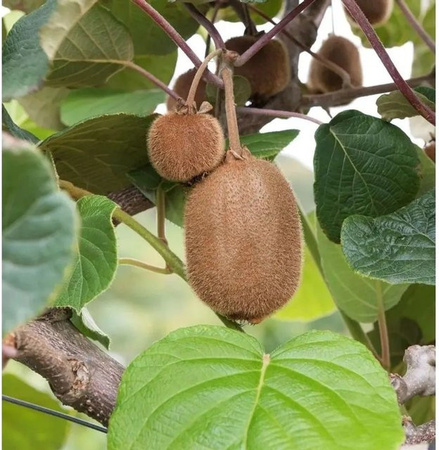 Kiwi Super Jumbo Actinidia arguta Beerenstrauch von Nr-01.de