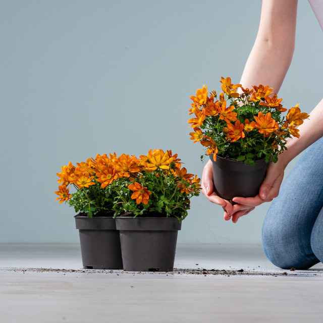 Bidens ferulifolia BLUME2000 Gelbe Staude für Balkon und Blumenkübel, 3 Stück - Bild 1