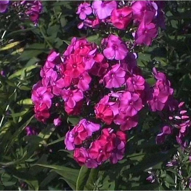 Hohe Flammenblume Winnetou Phlox paniculata Beetpflanze und Schnittblume von Nr-01.de - Bild 1