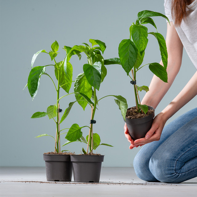 BIO Spitzpaprika Conored von BLUME2000, 3 Stück - Bild 1