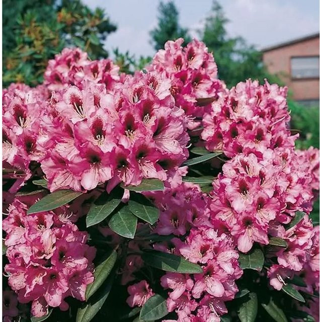 Großblumiger Rhododendron Kokardia Alpenrose in Pink, Höhe: 30-40 cm - Bild 1