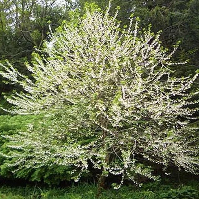 Arborix Schneeglöckchenbaum Halesia carolina mit weißen Blüten im Container, Höhe: 30 bis 40 cm - Bild 1