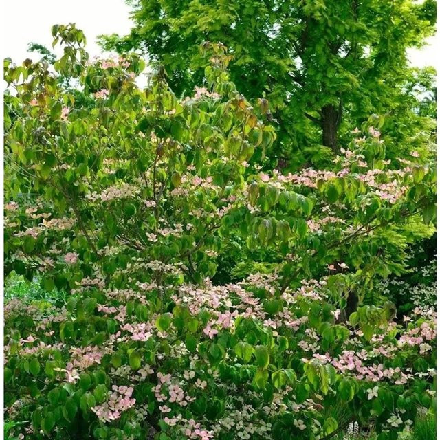 Japanischer Blumenhartriegel Rosemoor Cornus kousa in Pink, Höhe: 100-125 cm - Bild 1