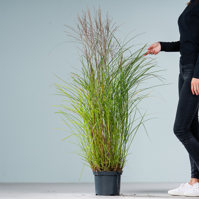 Chinaschilf Kleine Fontäne Miscanthus sinensis von BLUME2000 für deinen Garten - Bild 1