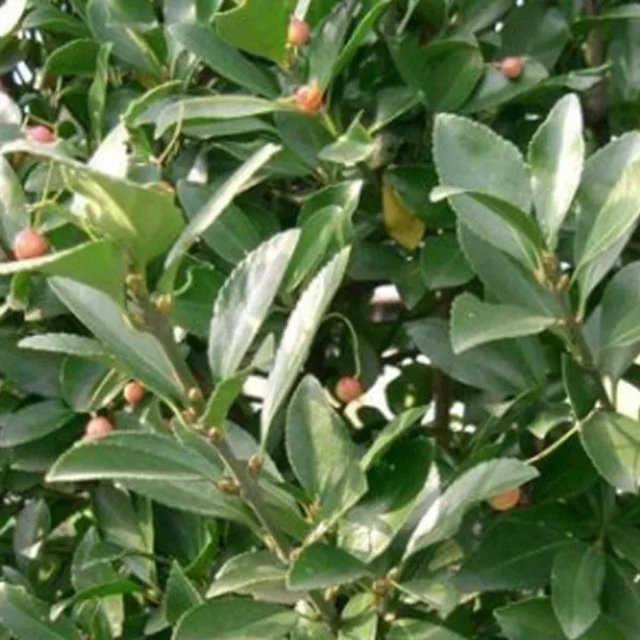 Arborix Japanspindel Euonymus japonicus als immergrüner Zierstrauch, grün mit weißen Akzenten, Höhe: 60 bis 80 cm - Bild 1
