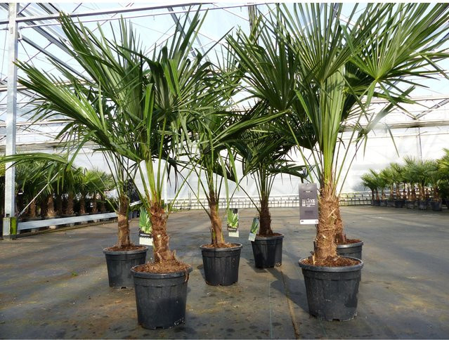 Trachycarpus fortunei Hanfpalme von Grünwaren, Höhe: 130 - 150 cm, winterhart bis -18°C - Bild 1