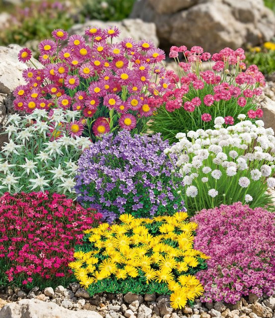 8er Set Winterhartes Staudenbeet Alpiner Berggarten - Bild 1