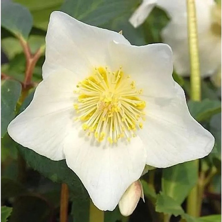 Weiße Christrose Maximus Helleborus niger von Nr-01.de