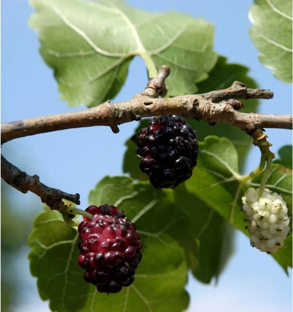Schwarzer Maulbeerbaum Morus nigra von Nr-01.de, Höhe: 60-80 cm - Bild 1