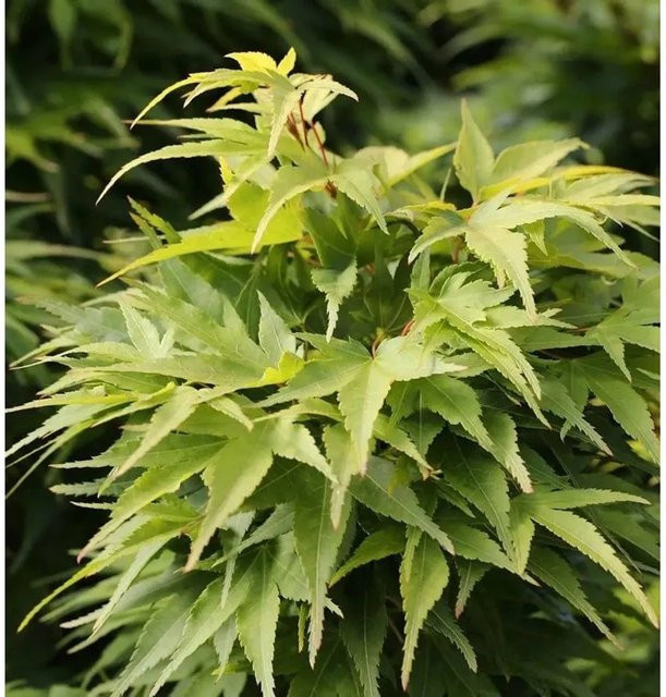 Fächerahorn Mikawa Yatsubusa Acer palmatum als Zierbaum und Kübelpflanze, grün und goldgelb, Höhe: 40-60 cm - Bild 1