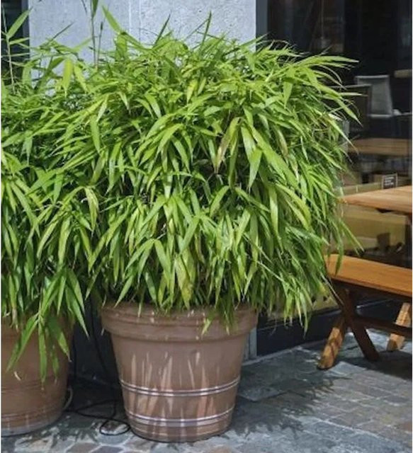Schirmbambus Fargesia murielae Pingwu in Grün, Höhe: 60-80 cm - Bild 1