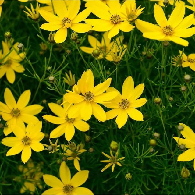 Coreopsis verticillata Mädchenauge Schöngesicht gelbe Staude für den Garten - Bild 1