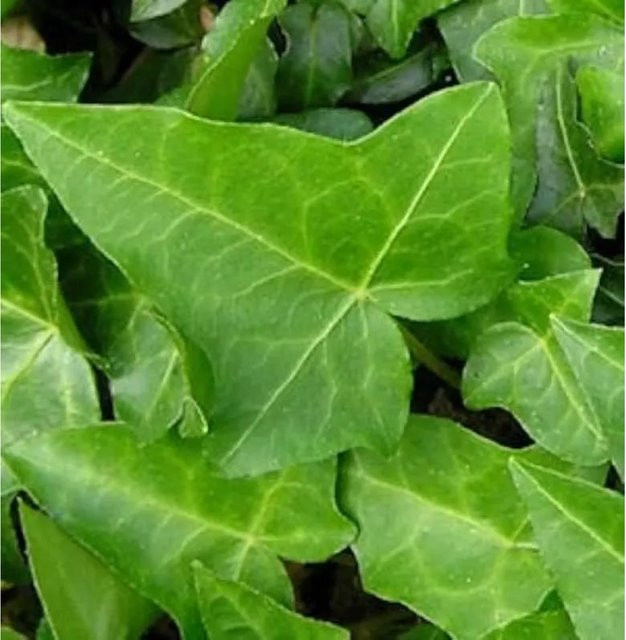 10er Set Efeu Hedera helix als grüner Bodendecker für den Garten, Topfgröße 10-15 cm - Bild 1
