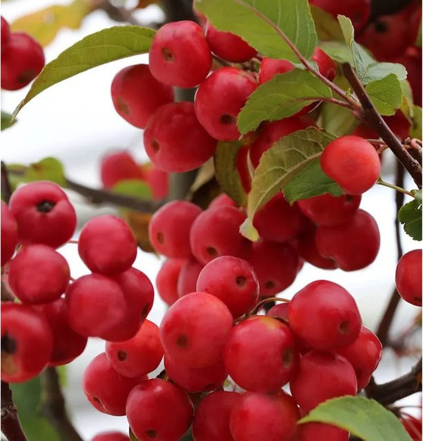 Zierapfel Red Sentinel Malus Hybride in Rot von Nr-01.de - Bild 1