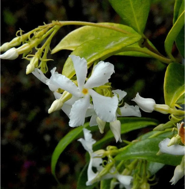 Sternjasmin Trachelospermum als weiße Kletterpflanze von Die Nr-01.de, Höhe: 40-60 cm - Bild 1