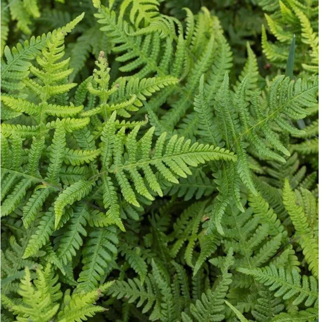 Buchenfarn Phegopteris connectilis grüne Staude von Nr-01.de im Topf - Bild 1