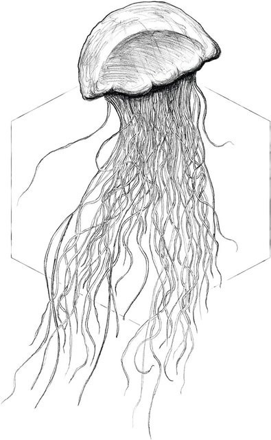 Komar Wandbild Jellyfish White Paper Poster B: 50 cm, H: 70 cm - Bild 1