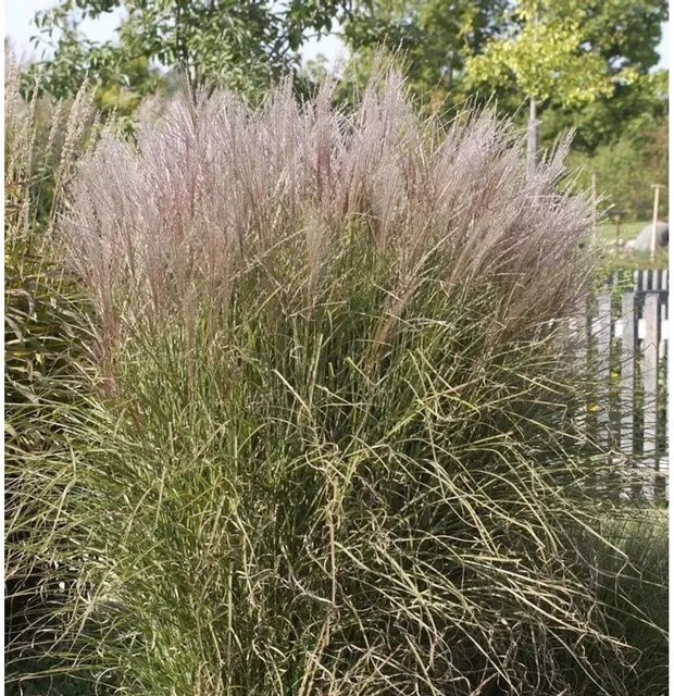 Miscanthus sinensis Chinaschilf Silberspinne im Topf von Nr-01.de - Bild 1