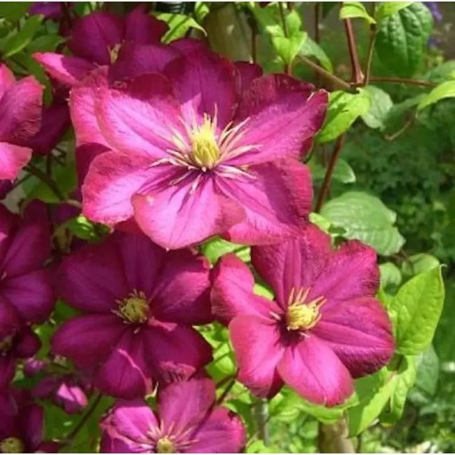 Clematis Waldrebe Rouge Cardinal Kletterpflanze in Rot für den Garten - Bild 1